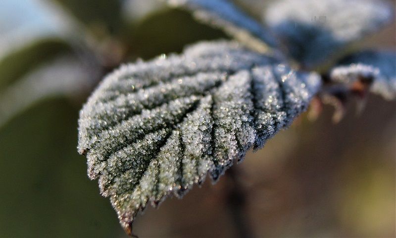 Ostrzeżenia meteorologiczne: przymrozki