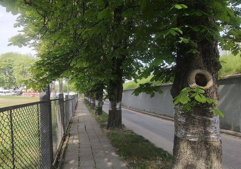 Szczepienie kasztanowców