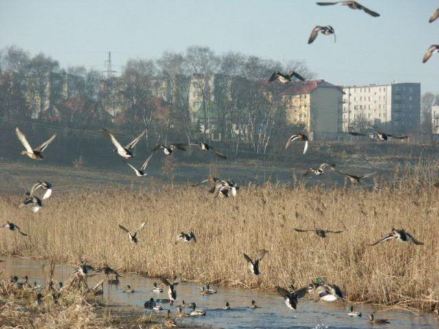 Zdj. nr. 25. Widzę Lipno