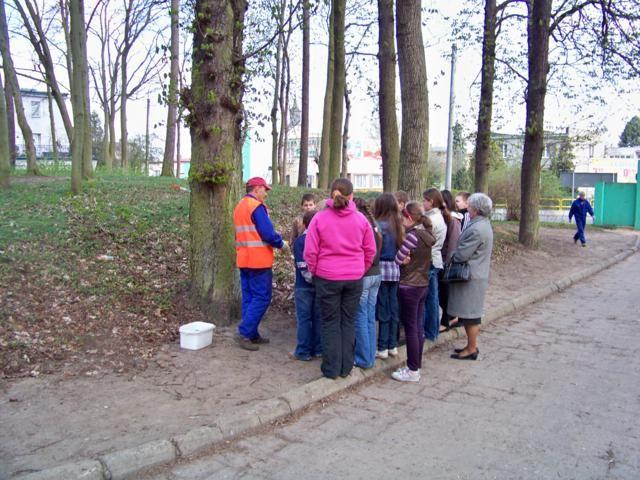 Zdj. nr. 3. Szczepienie kasztanów 2010