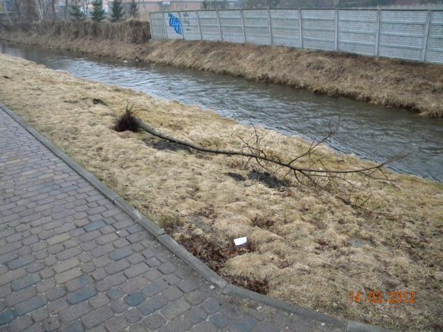 Połamane drzewa na bulwarach