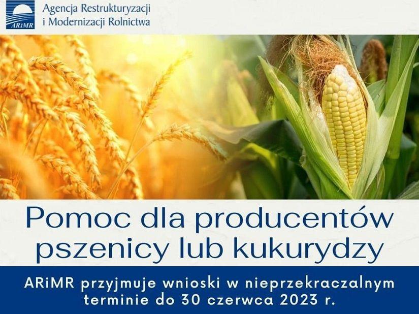 Informacja ARiMR - Pomoc finansowa dla producentów pszenicy lub kukurydzy, którzy ponieśli straty spowodowane agresją Federacji Rosyjskiej na Ukrainę