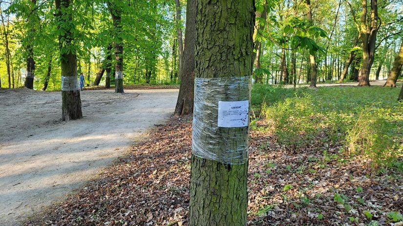 Szczepienie kasztanowców
