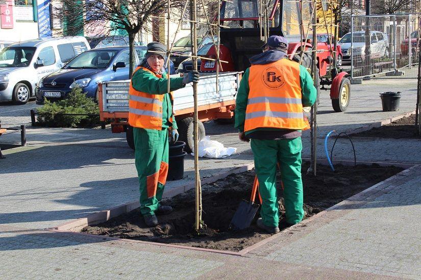 Nowe drzewa na Placu Dekerta