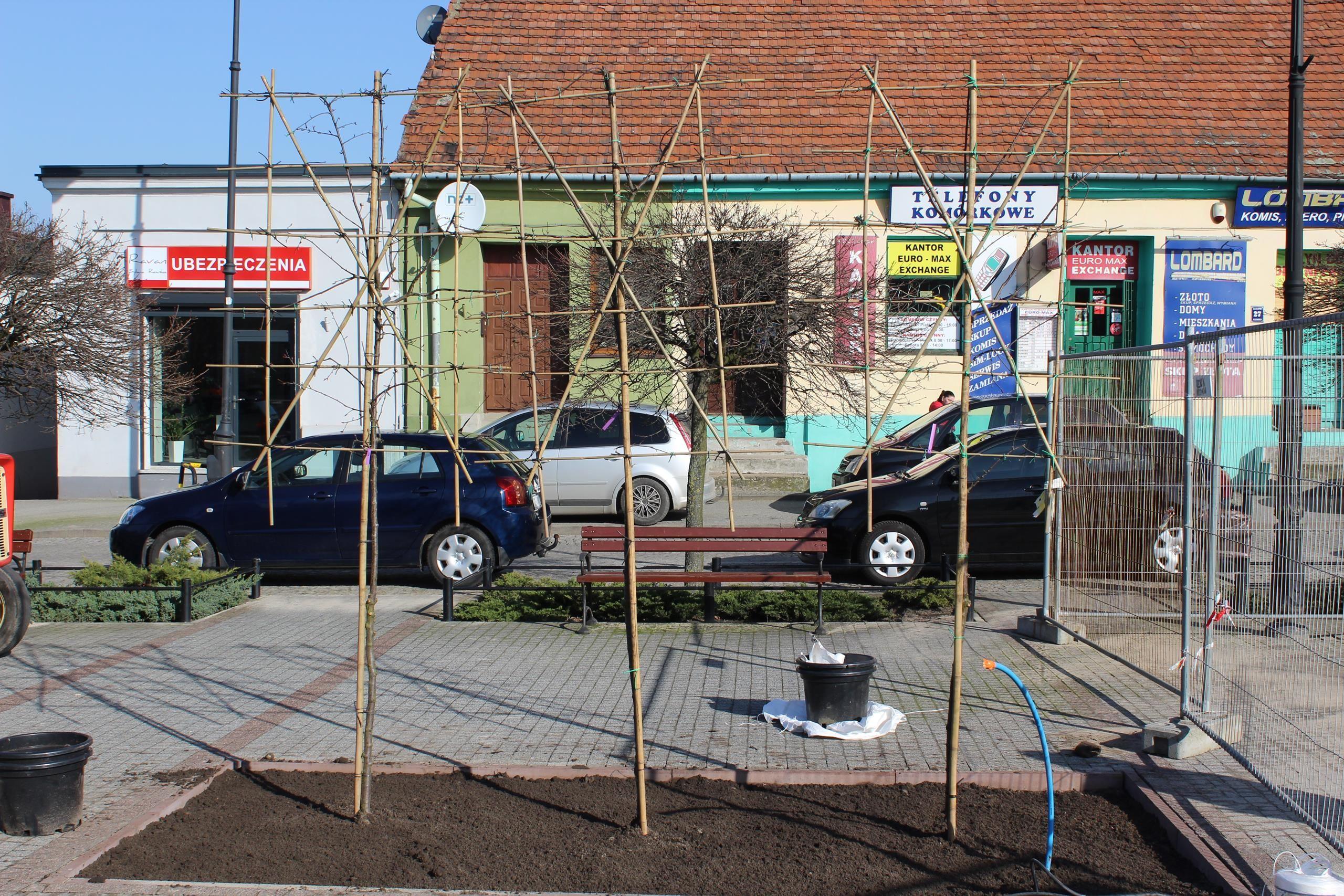Zdj. nr. 6. Nasadzenia drzew na Placu Dekerta - 7 marca 2024 r.