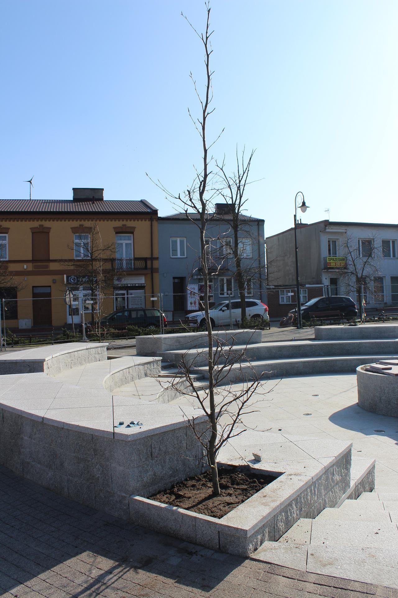 Zdj. nr. 9. Nasadzenia drzew na Placu Dekerta - 7 marca 2024 r.
