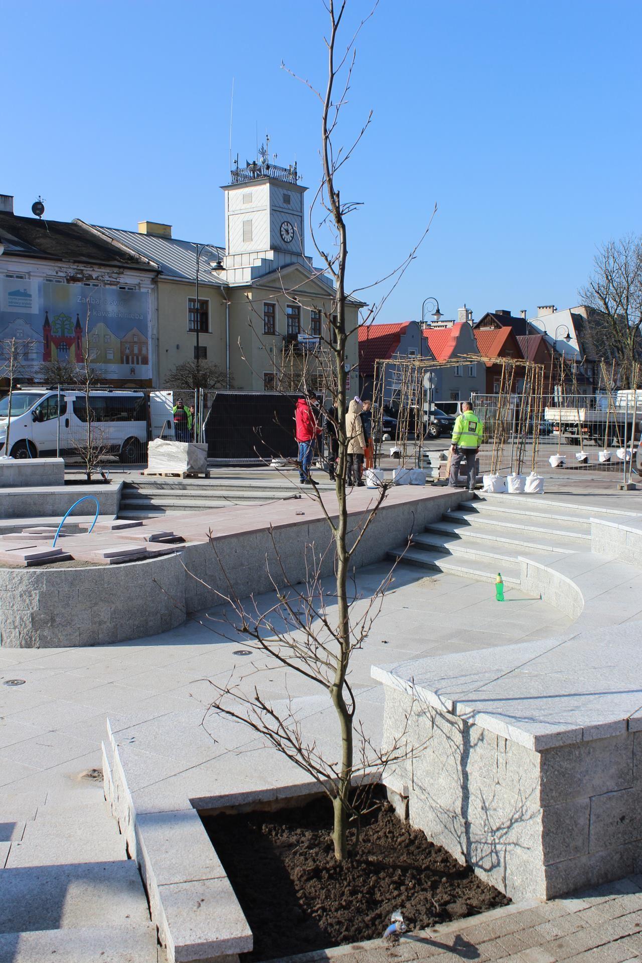 Zdj. nr. 10. Nasadzenia drzew na Placu Dekerta - 7 marca 2024 r.