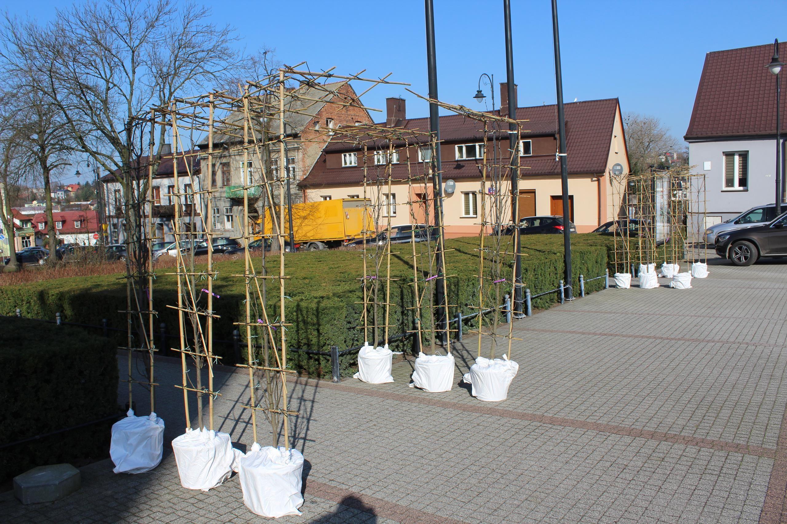 Zdj. nr. 18. Nasadzenia drzew na Placu Dekerta - 7 marca 2024 r.
